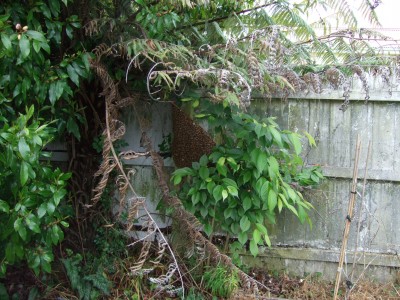 Swarming Bees