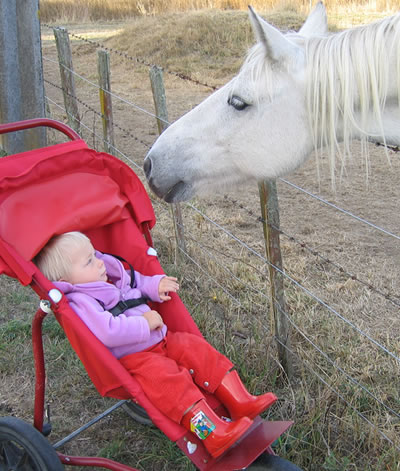 farmhorse.jpg
