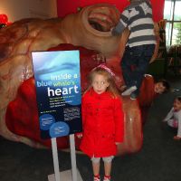 Whale heart