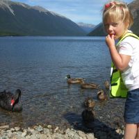 Black swan at Lake Roto-iti