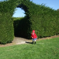 Poppy outside the maze