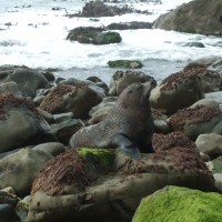 A big seal Poppy named YOGI
