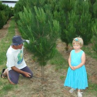 Watching our tree getting cut down