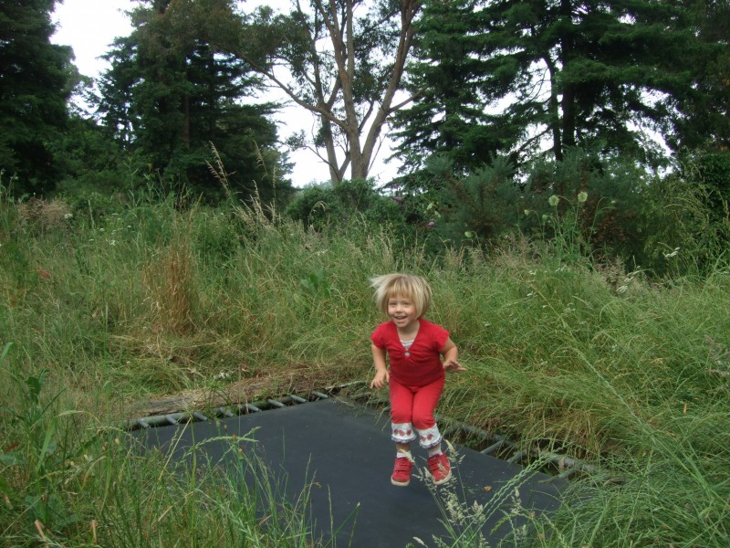 Poppy on the tramp