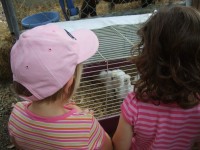 Farm Animals