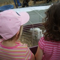 Farm Animals