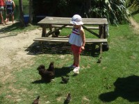 Playing with the chickens