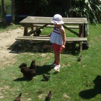 Playing with the chickens