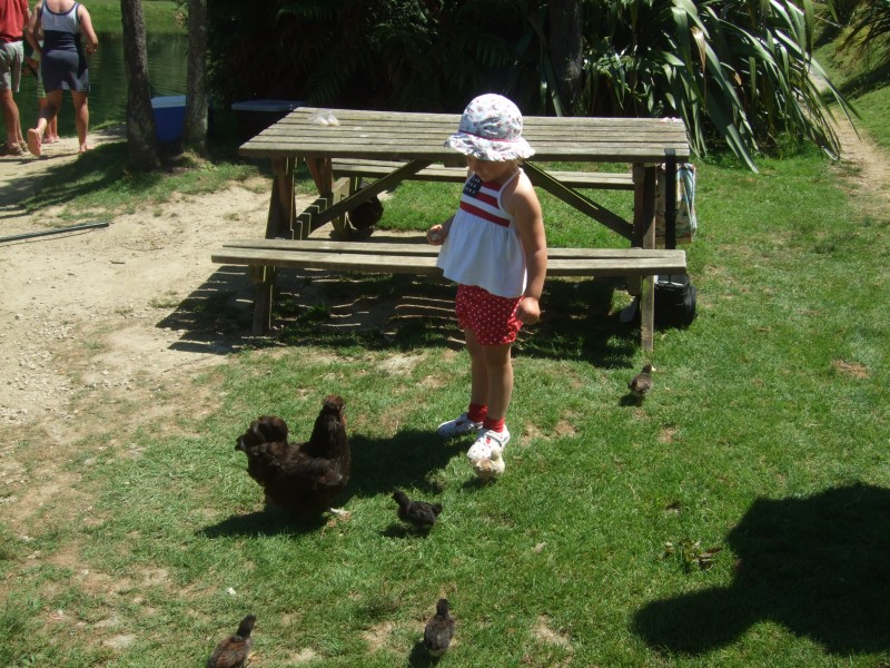Playing with the chickens