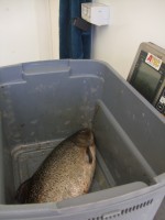 Weighing in at 2.985 kgs