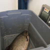 Weighing in at 2.985 kgs
