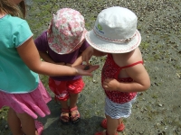 Finding crabs at the estuary