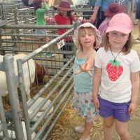 sheep sheep