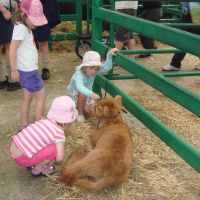 More animals More animals