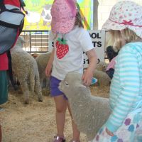 Lamb petting Lamb petting