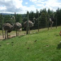 Three baby ostrich with their family at the Marshall\'s Animal Park
