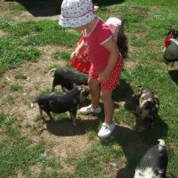 KuneKune piglets