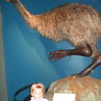 Moa