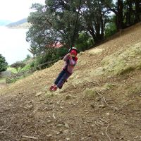 Poppy swinging