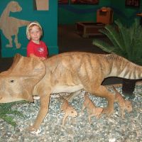 Baby dinosaurs Baby dinosaurs