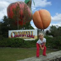 Cromwell fruit Cromwell fruit