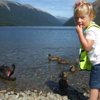 Black swan at Lake Roto-iti Black swan at Lake Roto-iti