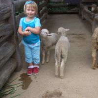 kids-zoo-lambs